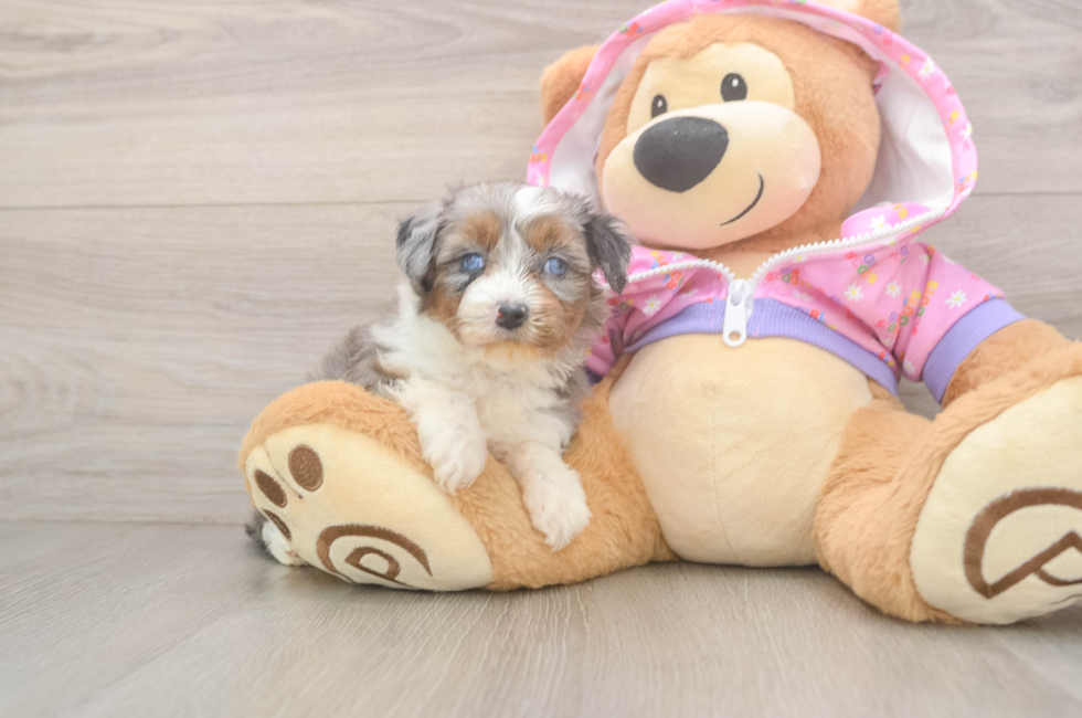 5 week old Mini Aussiedoodle Puppy For Sale - Florida Fur Babies