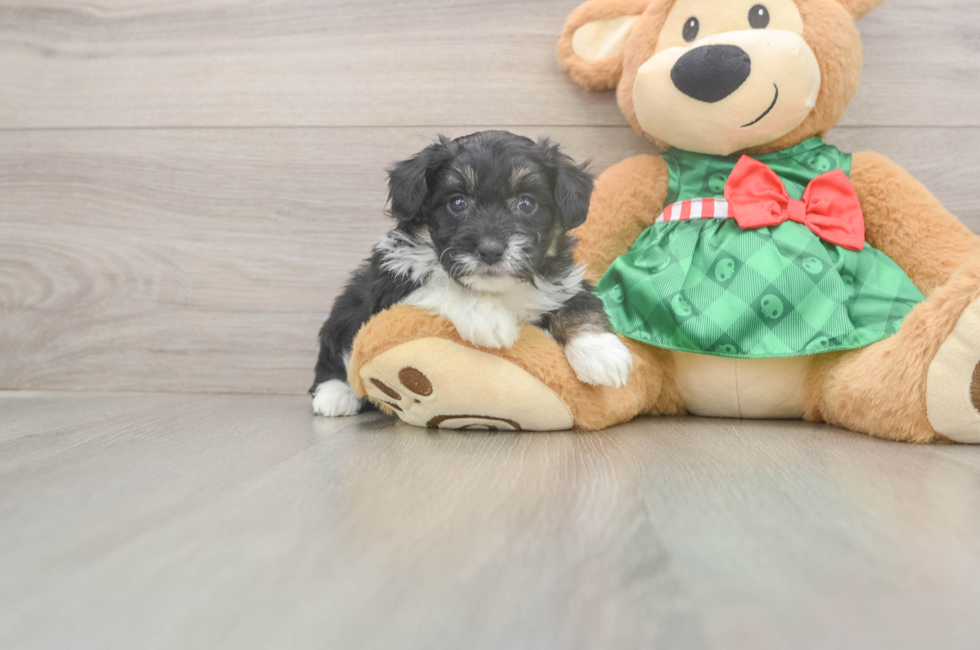 5 week old Mini Aussiedoodle Puppy For Sale - Florida Fur Babies