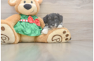 Mini Aussiedoodle Puppy for Adoption