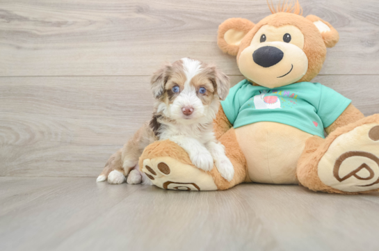 Mini Aussiedoodle Pup Being Cute