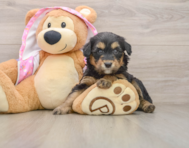 8 week old Mini Aussiedoodle Puppy For Sale - Florida Fur Babies