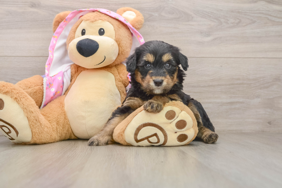 Mini Aussiedoodle Pup Being Cute