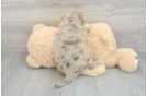Popular Mini Aussiedoodle Poodle Mix Pup