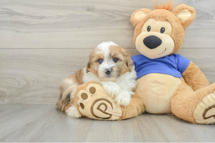 Mini Aussiedoodle Pup Being Cute