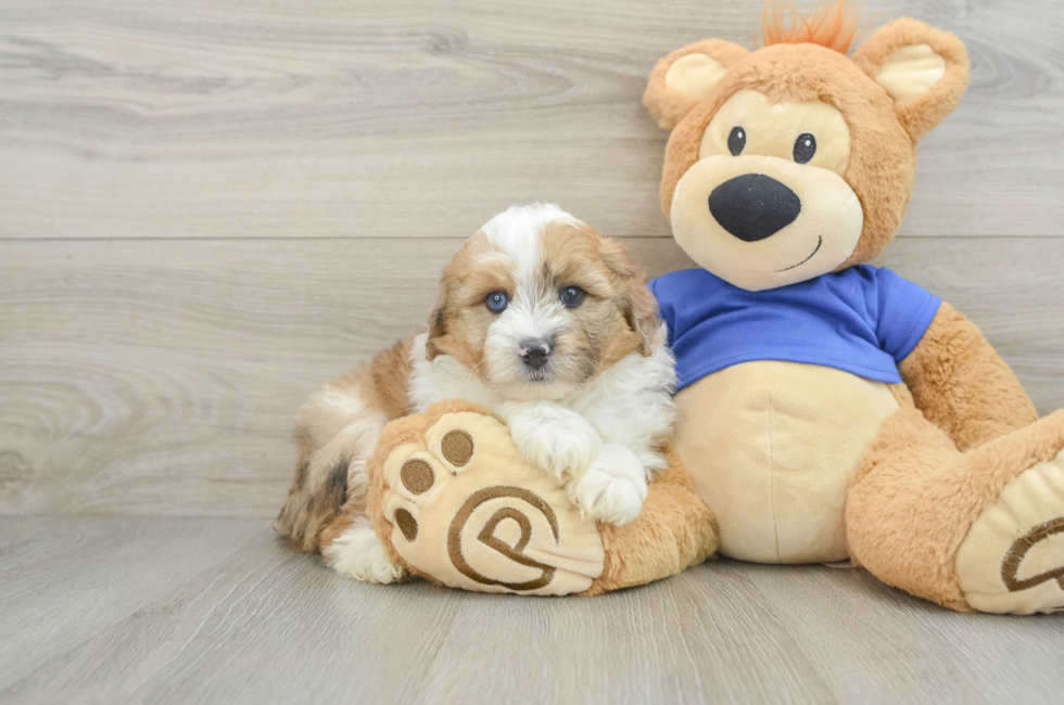 8 week old Mini Aussiedoodle Puppy For Sale - Florida Fur Babies