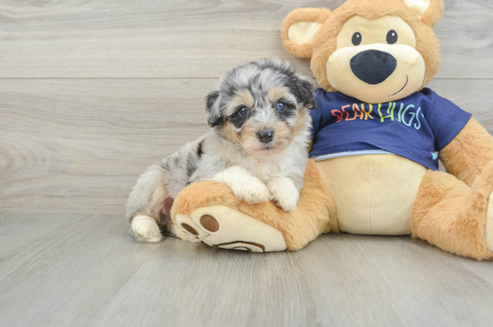 5 week old Mini Aussiedoodle Puppy For Sale - Florida Fur Babies