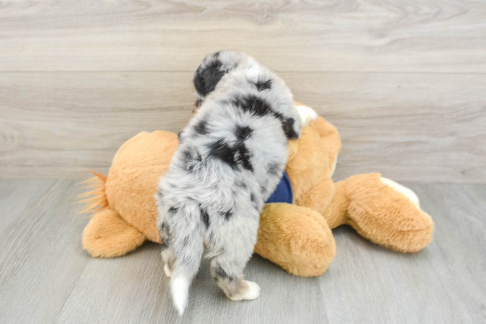 Hypoallergenic Aussiepoo Poodle Mix Puppy
