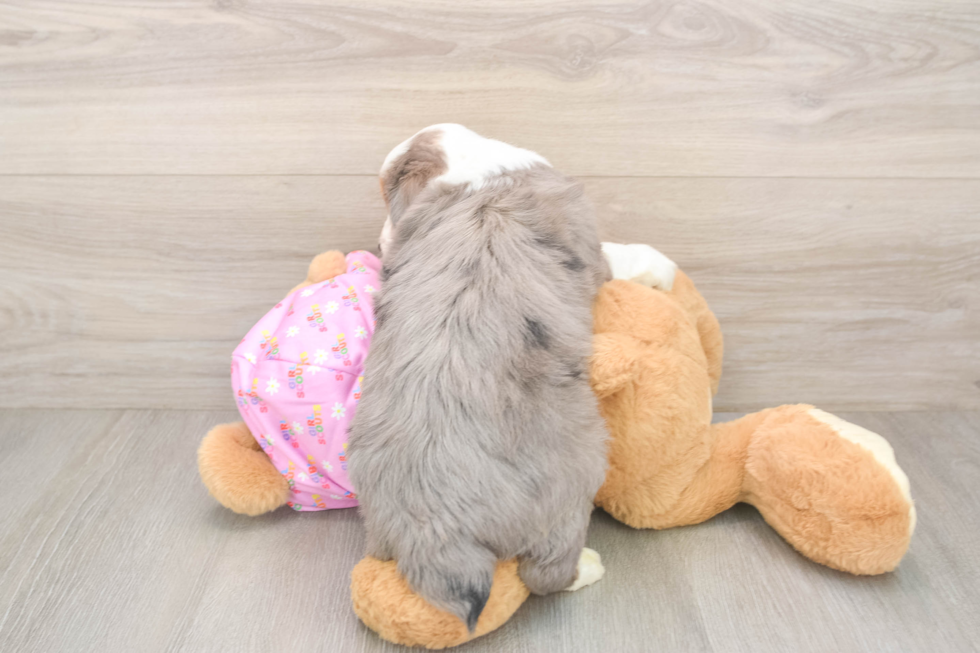 Mini Aussiedoodle Pup Being Cute