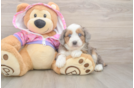 Best Mini Aussiedoodle Baby