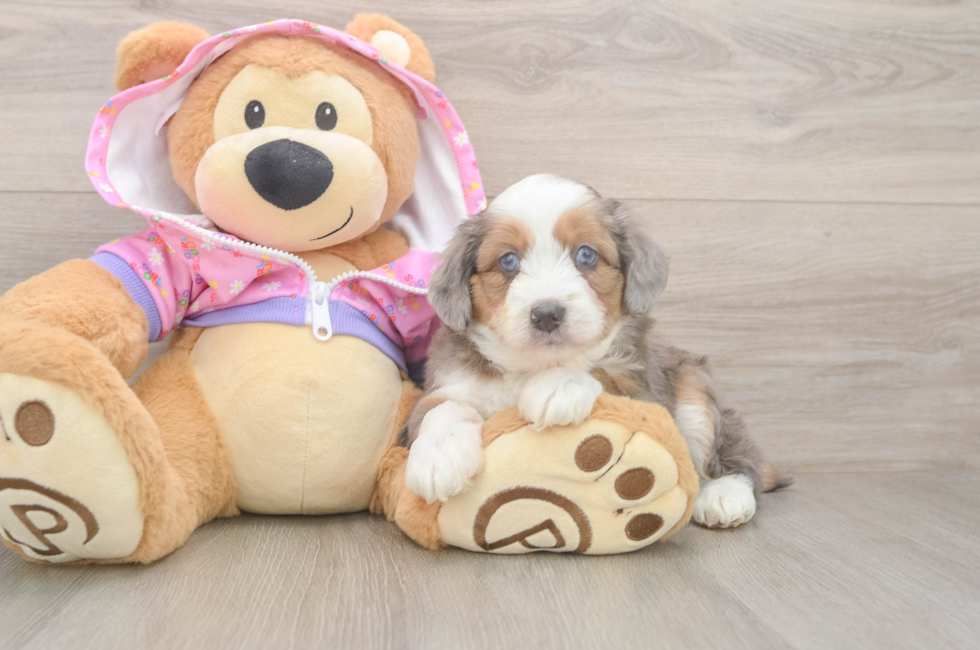 5 week old Mini Aussiedoodle Puppy For Sale - Florida Fur Babies