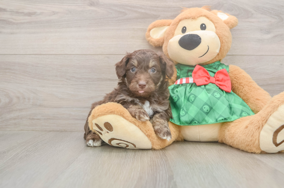 5 week old Mini Aussiedoodle Puppy For Sale - Florida Fur Babies