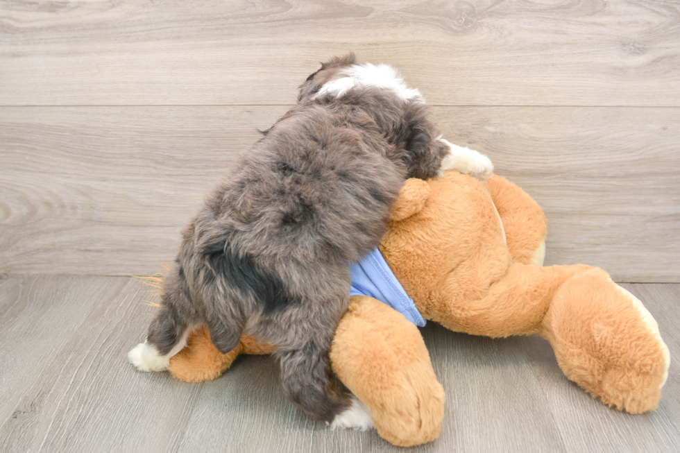 Mini Aussiedoodle Pup Being Cute
