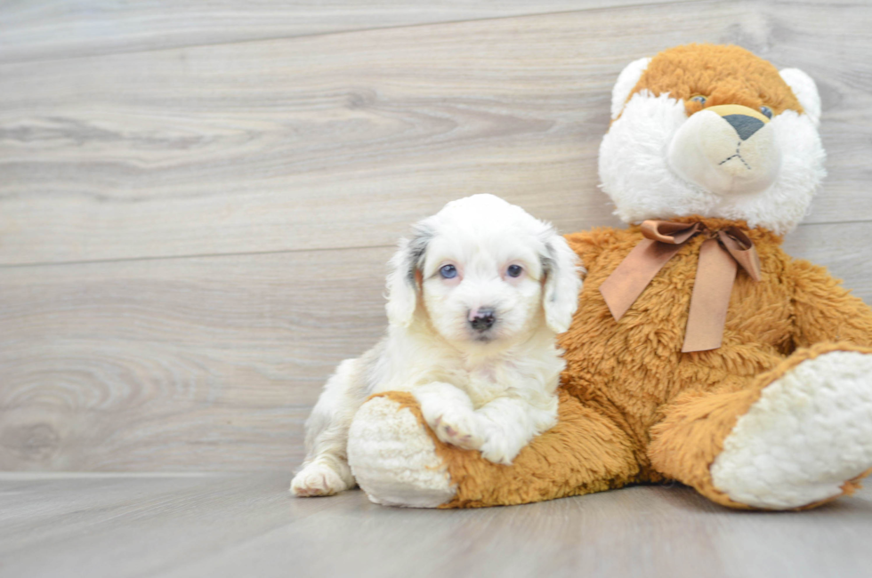 6 week old Mini Aussiedoodle Puppy For Sale - Florida Fur Babies