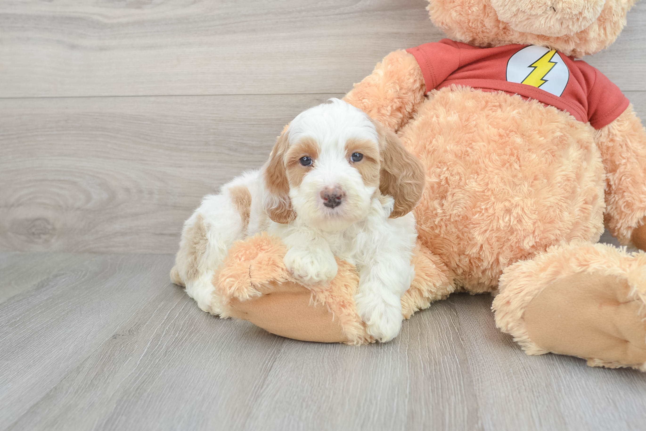 Apricot aussiedoodle best sale