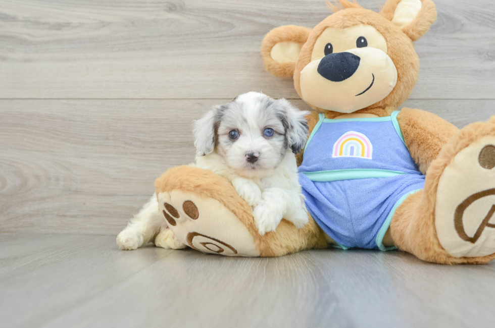 5 week old Mini Aussiedoodle Puppy For Sale - Florida Fur Babies