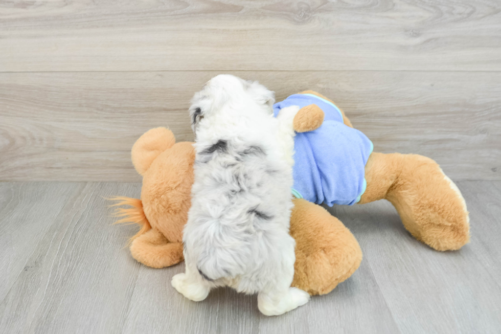 Best Mini Aussiedoodle Baby