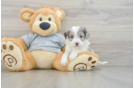 Mini Aussiedoodle Pup Being Cute