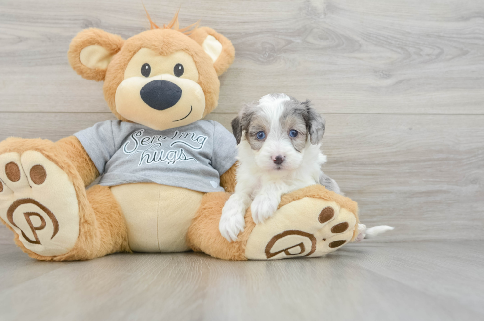 5 week old Mini Aussiedoodle Puppy For Sale - Florida Fur Babies