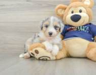 8 week old Mini Aussiedoodle Puppy For Sale - Florida Fur Babies