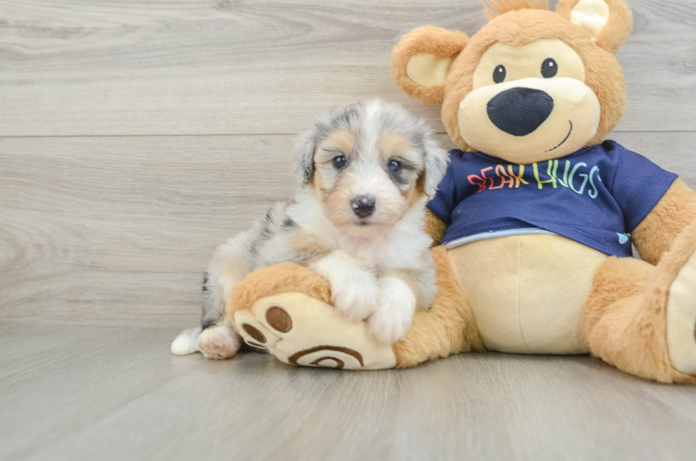 5 week old Mini Aussiedoodle Puppy For Sale - Florida Fur Babies