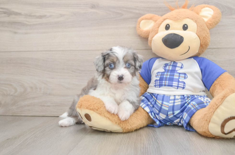 5 week old Mini Aussiedoodle Puppy For Sale - Florida Fur Babies