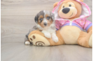 Playful Mini Aussiepoodle Poodle Mix Puppy