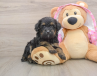 8 week old Mini Aussiedoodle Puppy For Sale - Florida Fur Babies