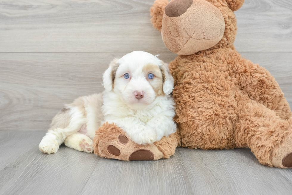 Mini Aussiedoodle Pup Being Cute