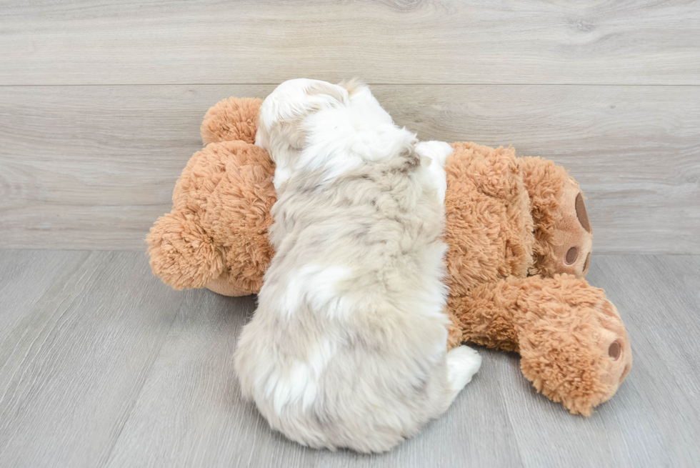 Petite Mini Aussiedoodle Poodle Mix Pup