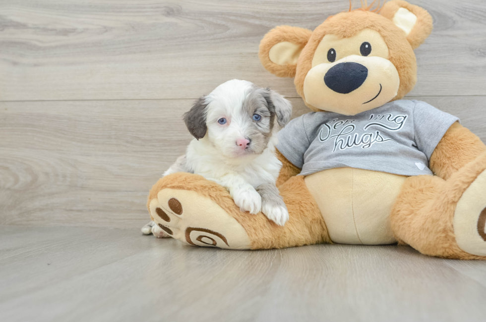 5 week old Mini Aussiedoodle Puppy For Sale - Florida Fur Babies