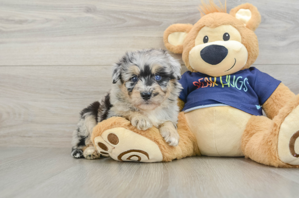 5 week old Mini Aussiedoodle Puppy For Sale - Florida Fur Babies
