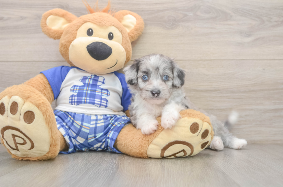 5 week old Mini Aussiedoodle Puppy For Sale - Florida Fur Babies