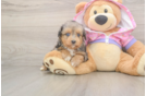 Funny Mini Aussiedoodle Poodle Mix Pup