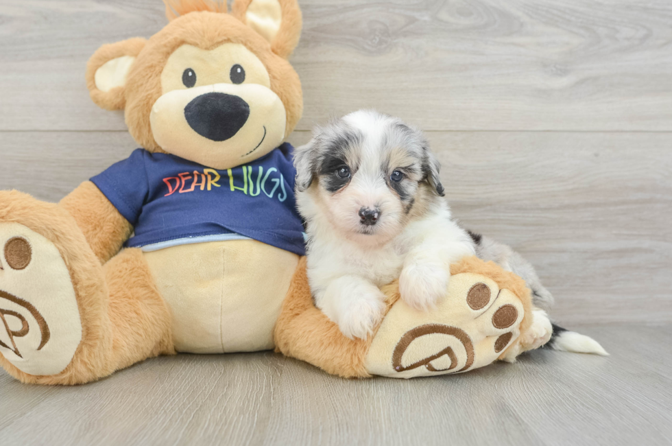 5 week old Mini Aussiedoodle Puppy For Sale - Florida Fur Babies