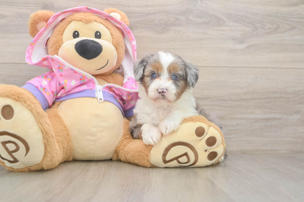 Mini Aussiedoodle Puppy for Adoption