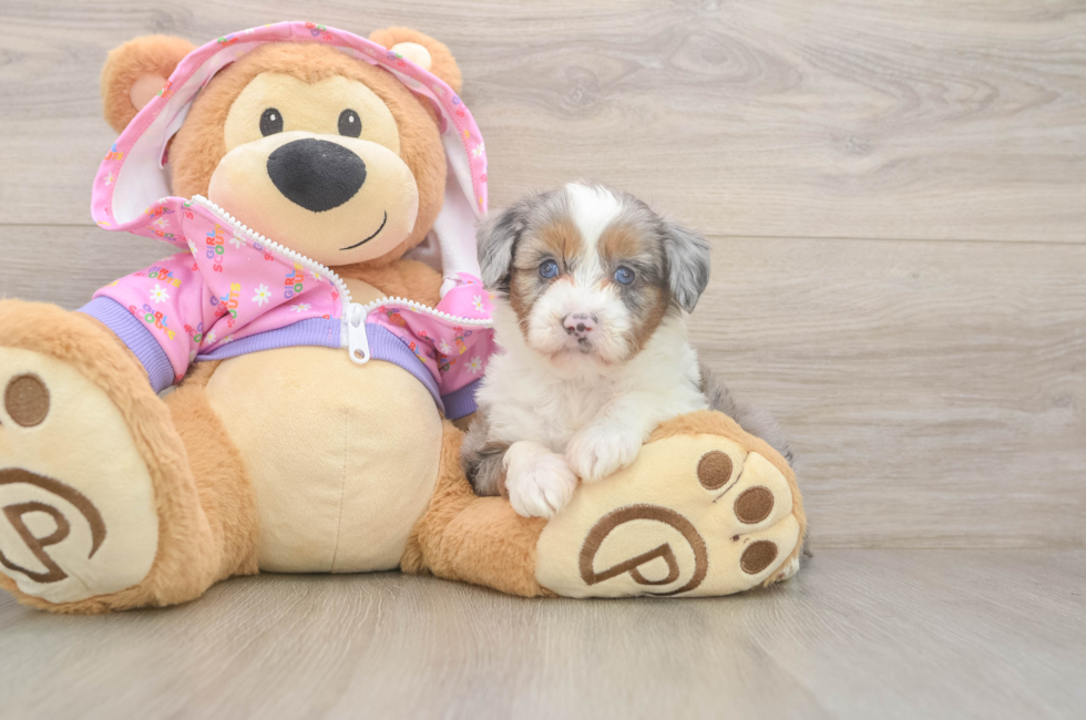 5 week old Mini Aussiedoodle Puppy For Sale - Florida Fur Babies