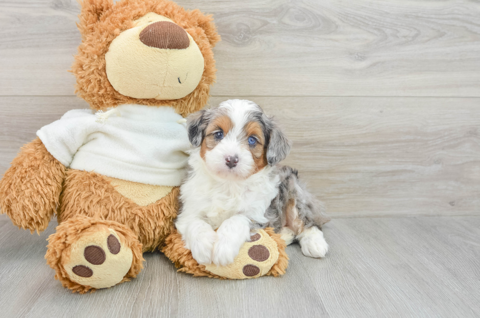 5 week old Mini Aussiedoodle Puppy For Sale - Florida Fur Babies