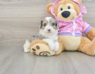 8 week old Mini Aussiedoodle Puppy For Sale - Florida Fur Babies