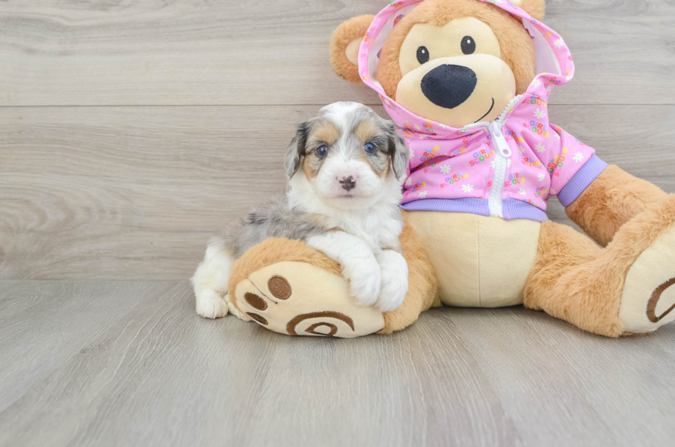 6 week old Mini Aussiedoodle Puppy For Sale - Florida Fur Babies