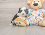 8 week old Mini Aussiedoodle Puppy For Sale - Florida Fur Babies