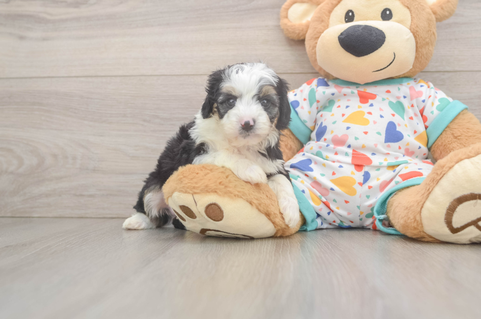 5 week old Mini Aussiedoodle Puppy For Sale - Florida Fur Babies