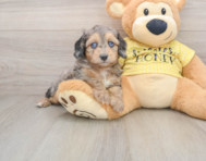 8 week old Mini Aussiedoodle Puppy For Sale - Florida Fur Babies