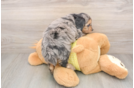 Mini Aussiedoodle Pup Being Cute