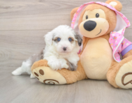 7 week old Mini Aussiedoodle Puppy For Sale - Florida Fur Babies