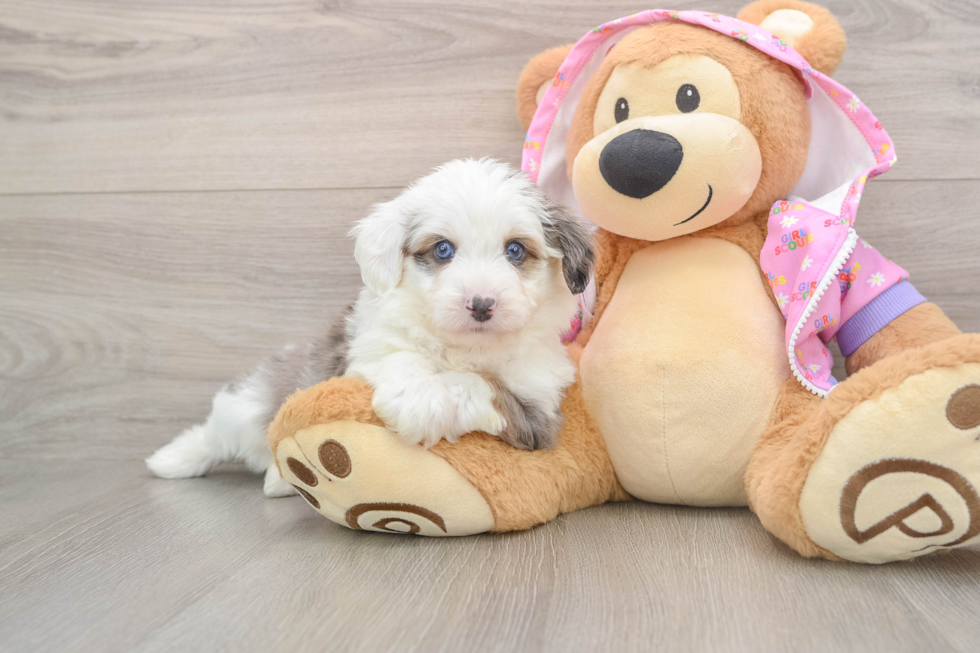 Sweet Mini Aussiedoodle Baby