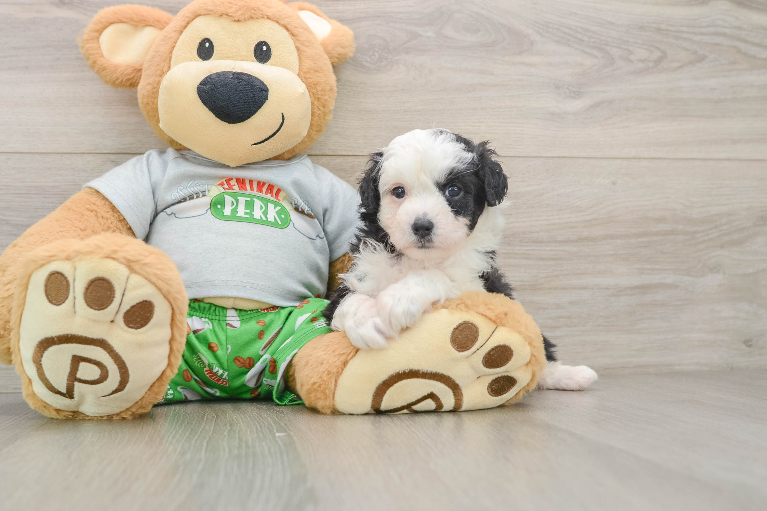 Funny Mini Aussiedoodle Poodle Mix Pup