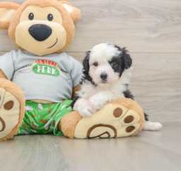 8 week old Mini Aussiedoodle Puppy For Sale - Florida Fur Babies