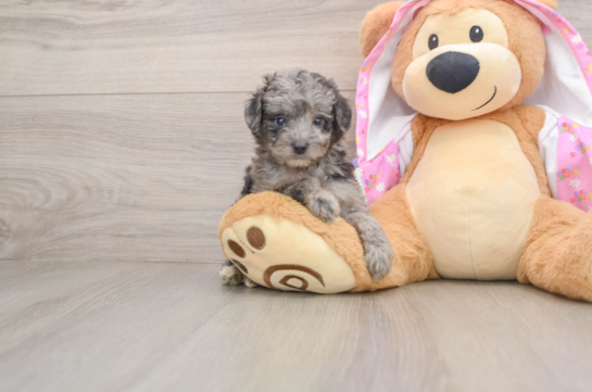 Energetic Aussiepoo Poodle Mix Puppy