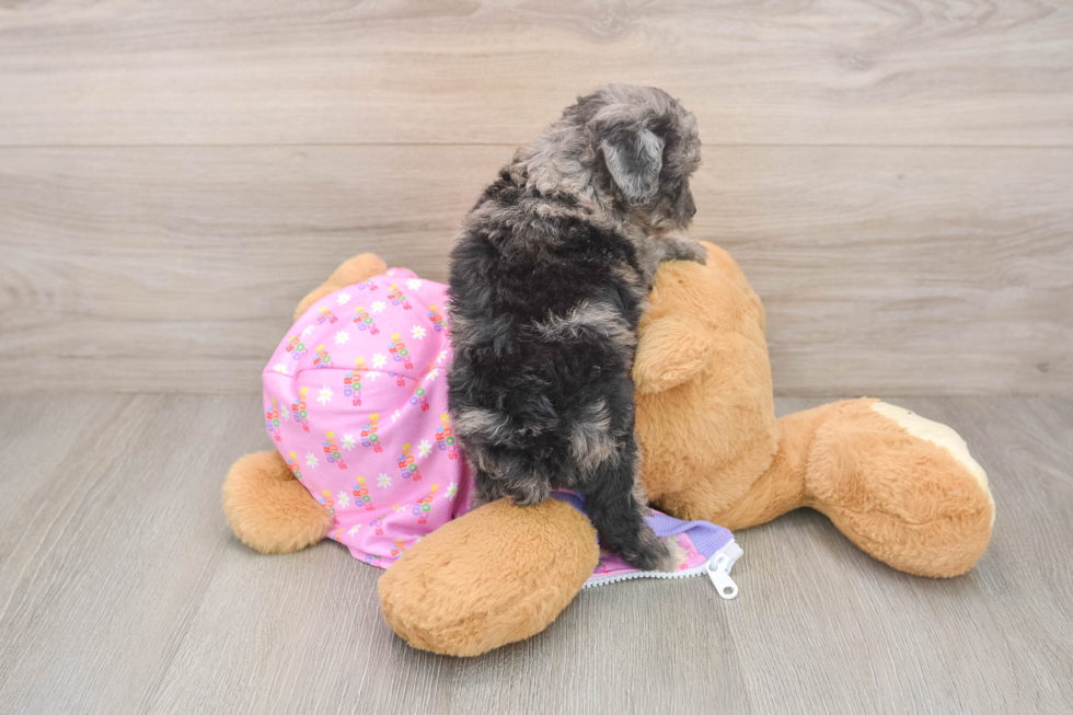 Mini Aussiedoodle Puppy for Adoption
