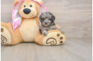 Mini Aussiedoodle Puppy for Adoption